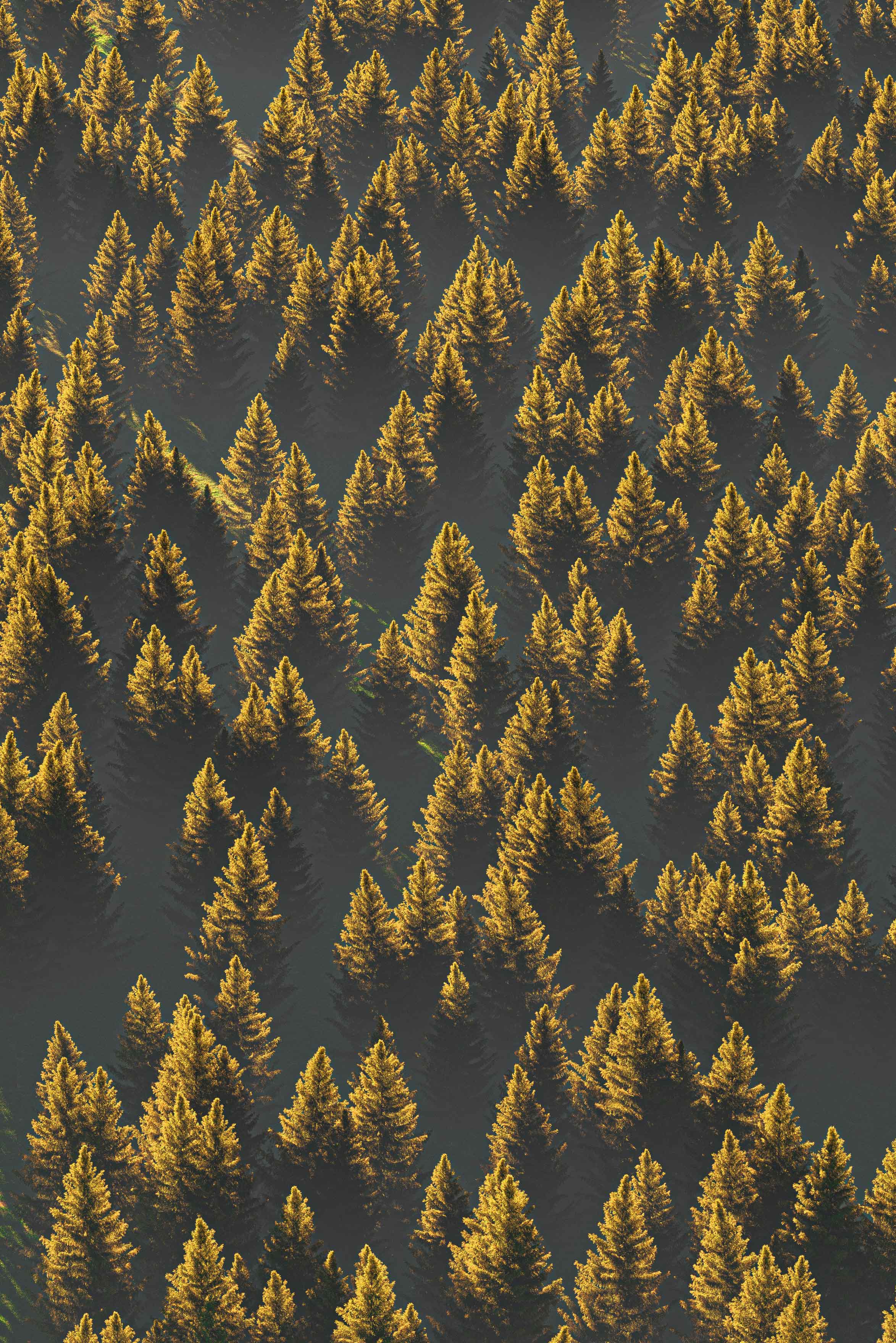The SunRize Of The Jungle